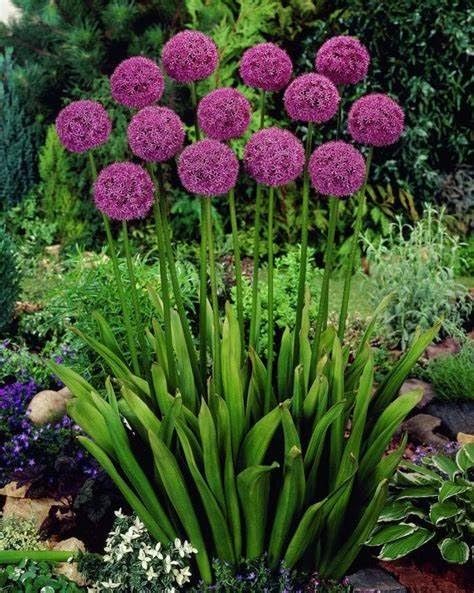 Allium Bulbs UK,Rare and Beautiful Allium Bulbs in Bulk,Professional Planting for Stunning Garden Displays-5 Rhizome-F