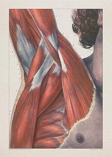 Anatomy SHOULDER MUSCLE CHEST print SRA3 12x18 conqueror laid paper