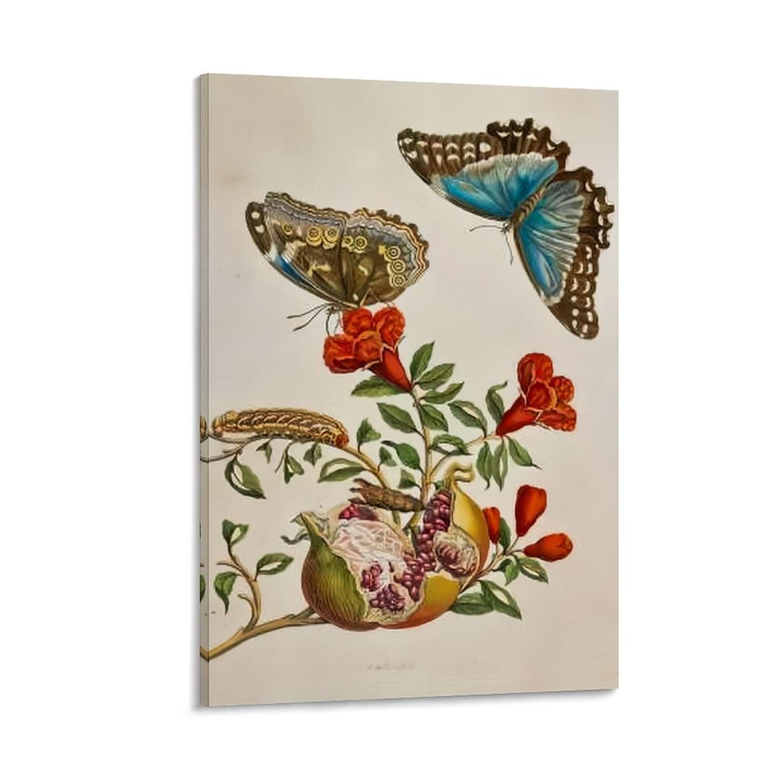 Maria Sibylla Merian　マリア・ジビーラ・メーリアン Maria Sibylla Merian マリア・ジビーラ・メーリアン