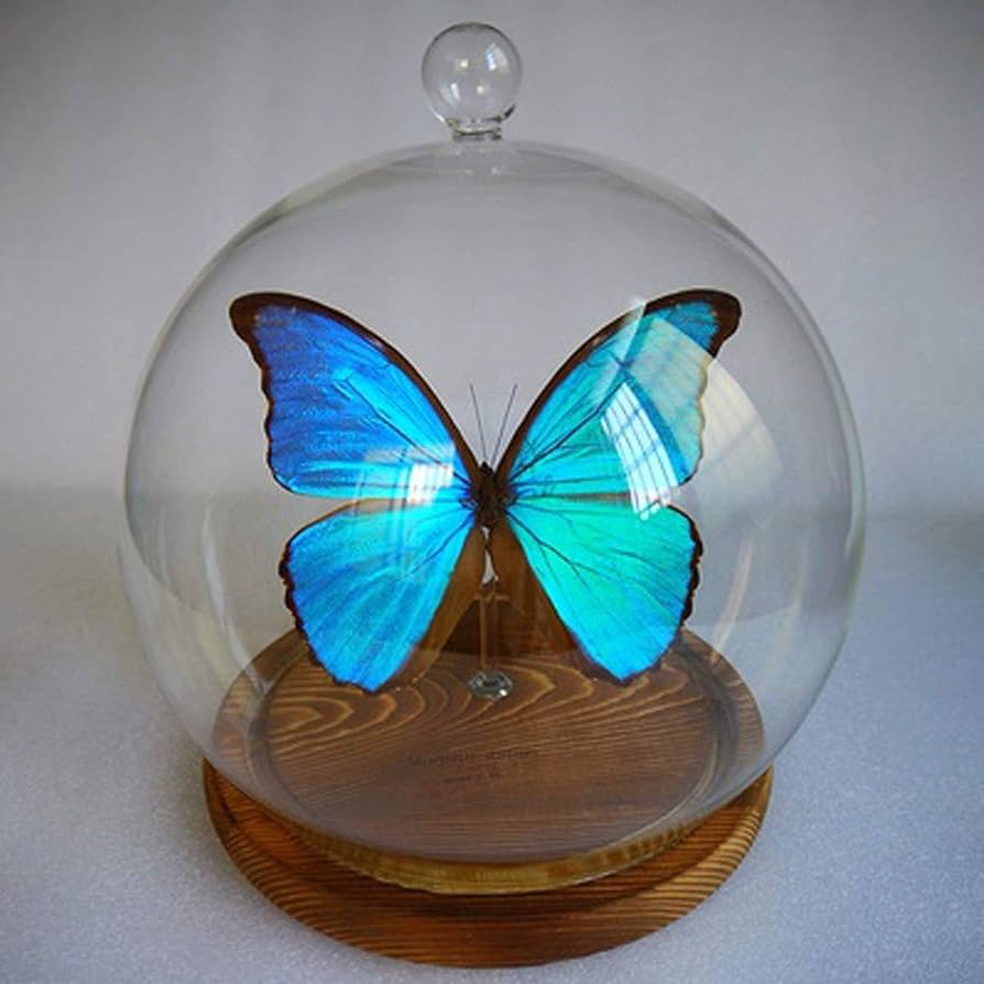 蝶の標本 17頭　ガラスケース入り Amazon | Morpho Menelaus,Morpho Didius、蝶の昆虫標本、本物の
