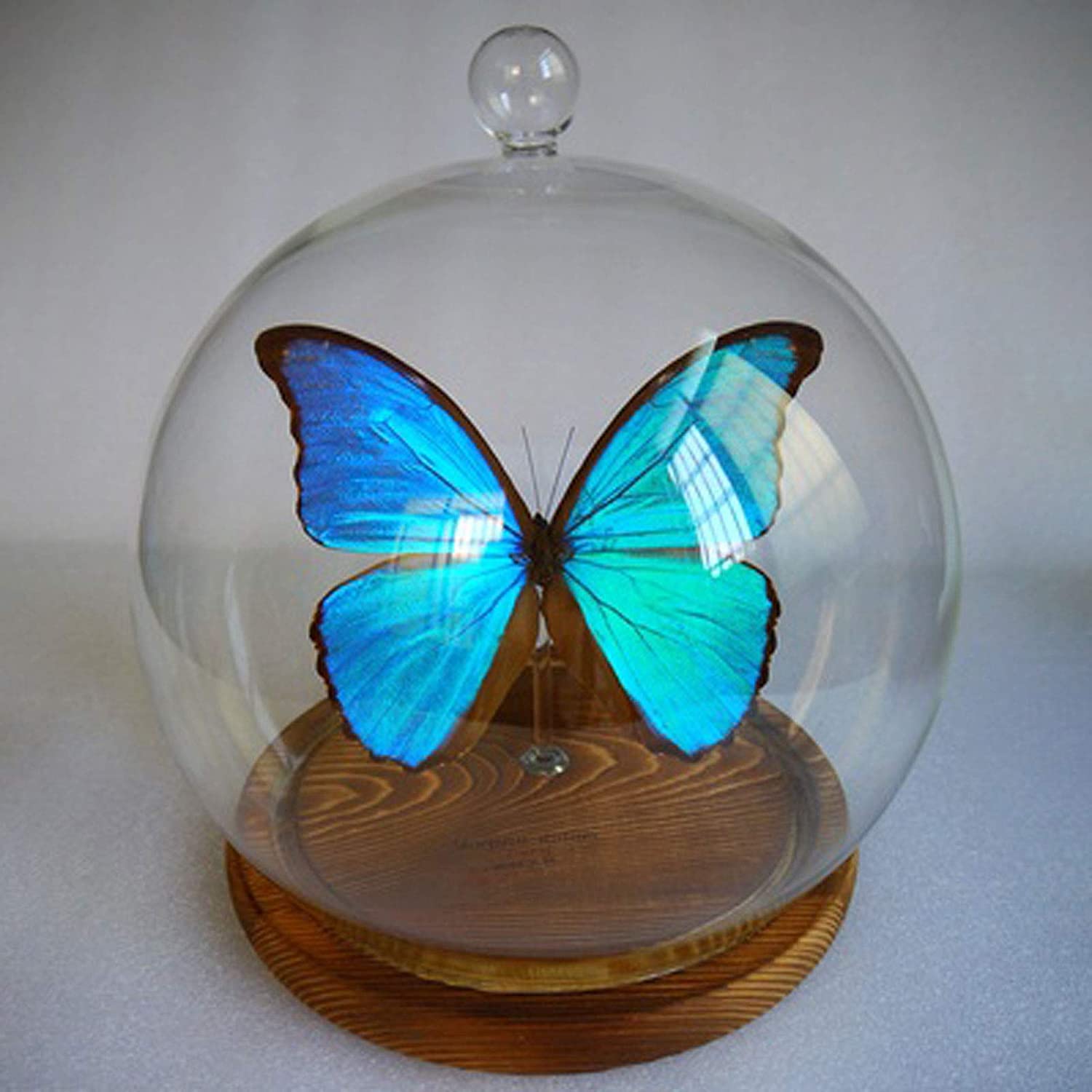 Amazon | Morpho Menelaus,Morpho Didius、蝶の昆虫標本、本物の