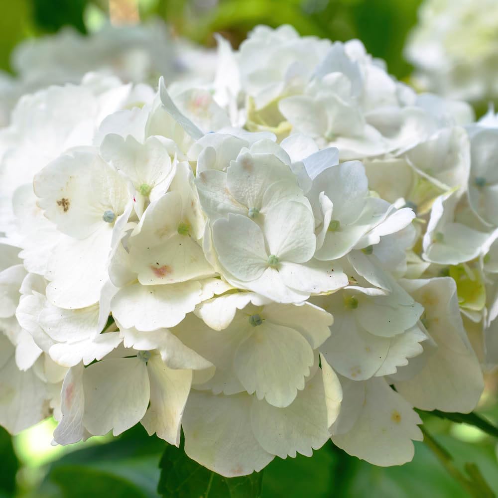 YouGarden Hydrangea 'White Mophead' Standard, Established Standard in 18cm Pot, Approximately 80-100cm Tall, Ready to Plant, Grow in Garden Borders or Patio Pots