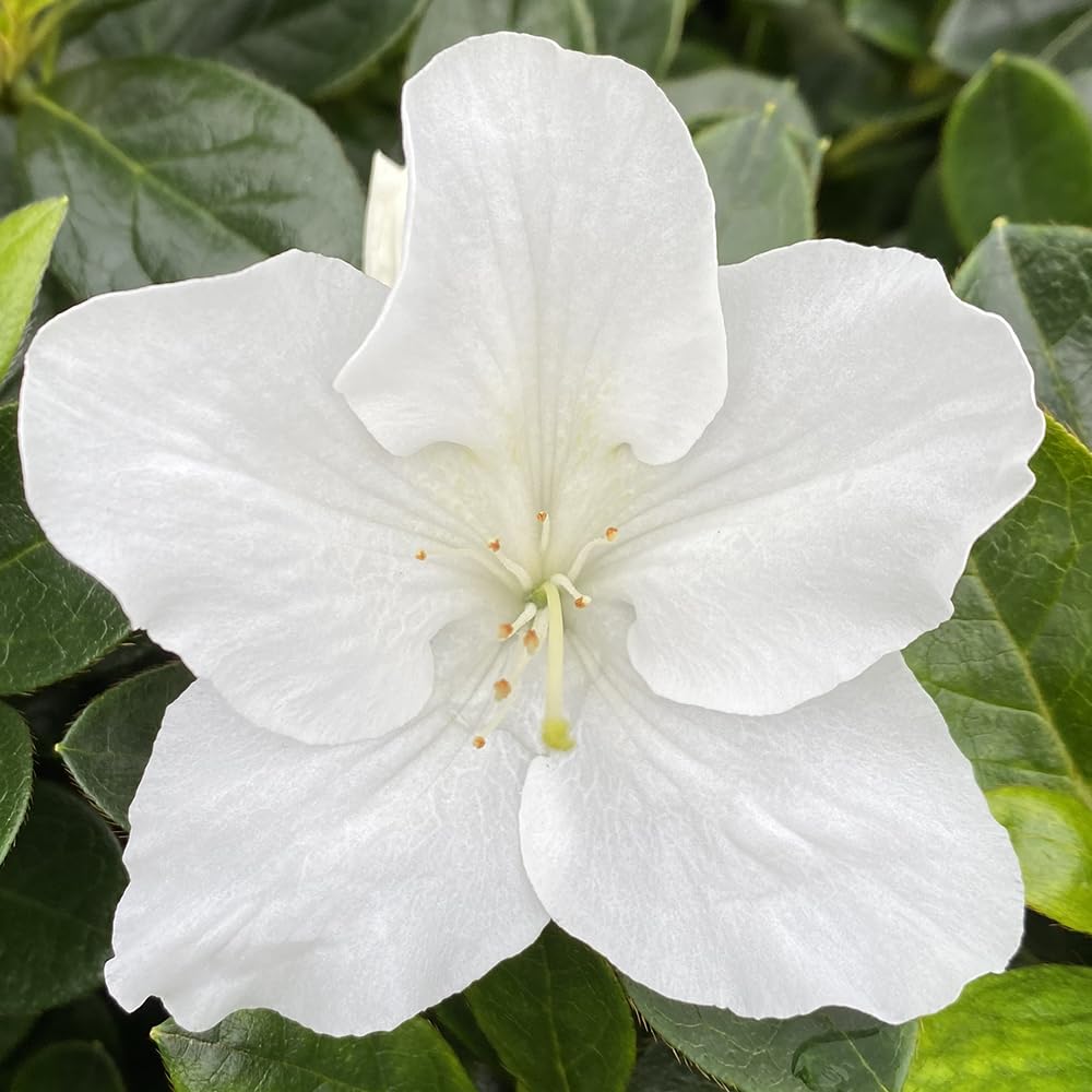 Azalea da Esterno in Vaso 18cm | Pianta Sempreverde Acidofila Prodotte in Italia | Fioritura Febbraio-Maggio |Altezza 45 cm | Vaso Riciclato (Bianco)
