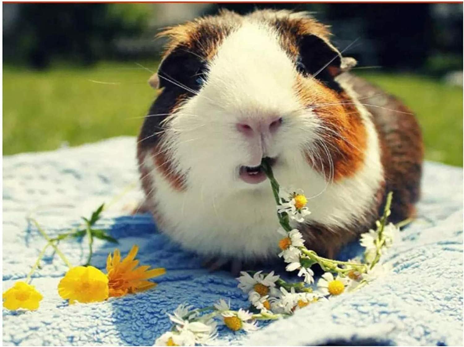 Animal Guinea Pigs, 500 Jigsaw Puzzle Educational Puzzle Games for Adults and