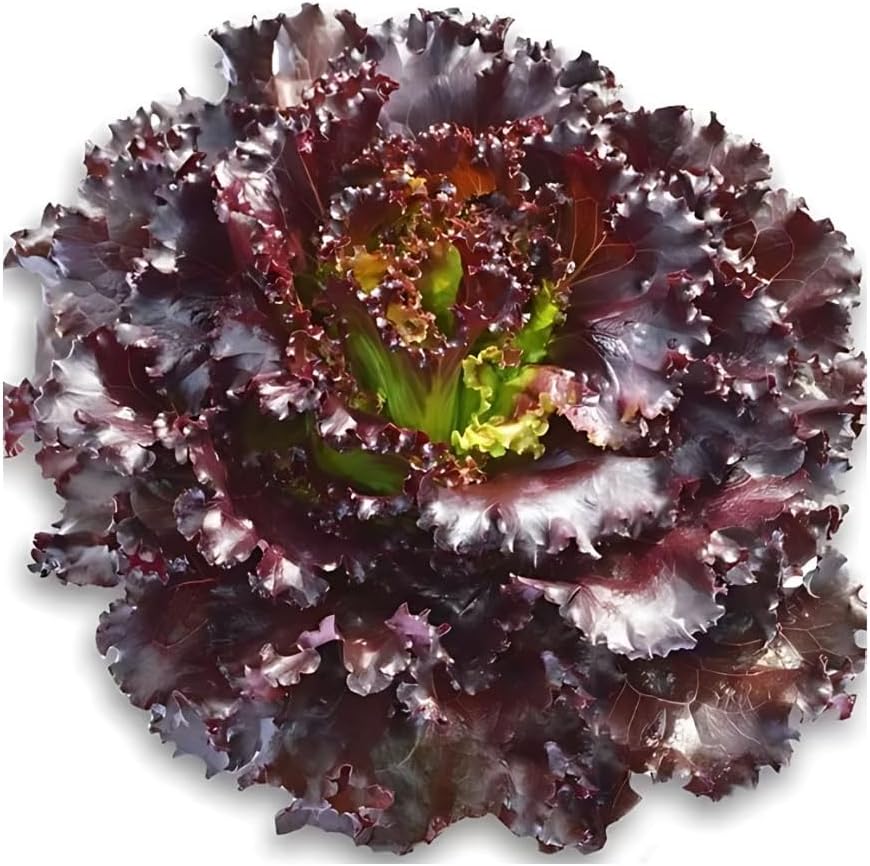 Kit 8 Cápsulas Alface Crespa Roxa HidroGarden para Horta Intelige...