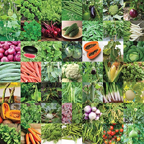 UGAOO 50 Variety Indian Vegetable Seeds Kit for Home Garden (2255...