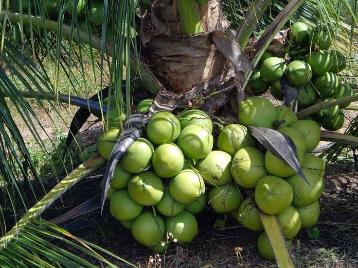 Vietnam Hybrid Coconut Plant & Tree (1.5-3.5 Ft Hight) For Home Gardening Original Vietnam Coconut Live Plant (Pack Of 1) (B0BFHHC4CM) Amazon Price History, Amazon Price Tracker