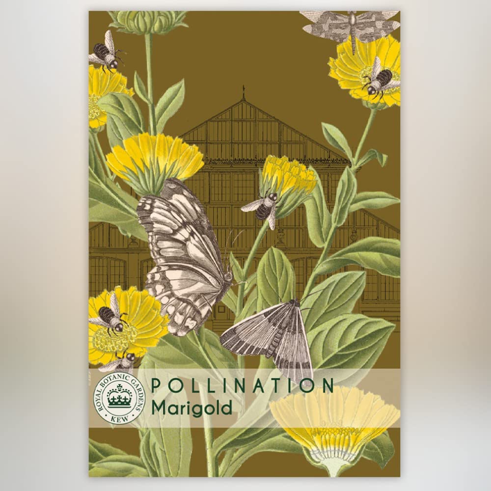 Marigold 'Scarlet Sophie' Kew Pollination Collection Tagetes patula French Marigold Half-Hardy Annual Garden Flower Plant Easy to Grow Your Own by Thompson and Morgan