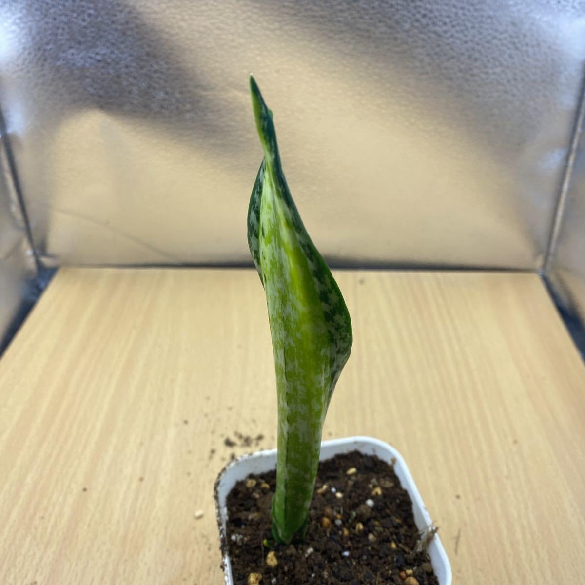 Amazon.co.jp: サンスベリア カリフォルニア SANSEVIERIA TRIFASCIATA