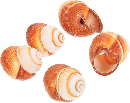 5pcs Natural Snail Shells for Escargot Baking, Oven Safe