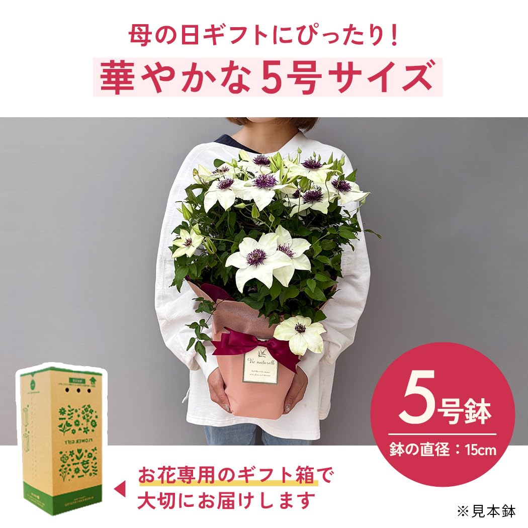 Amazon.co.jp: 【心を込めて贈る】 母の日 花 クレマチス テッセン 5号