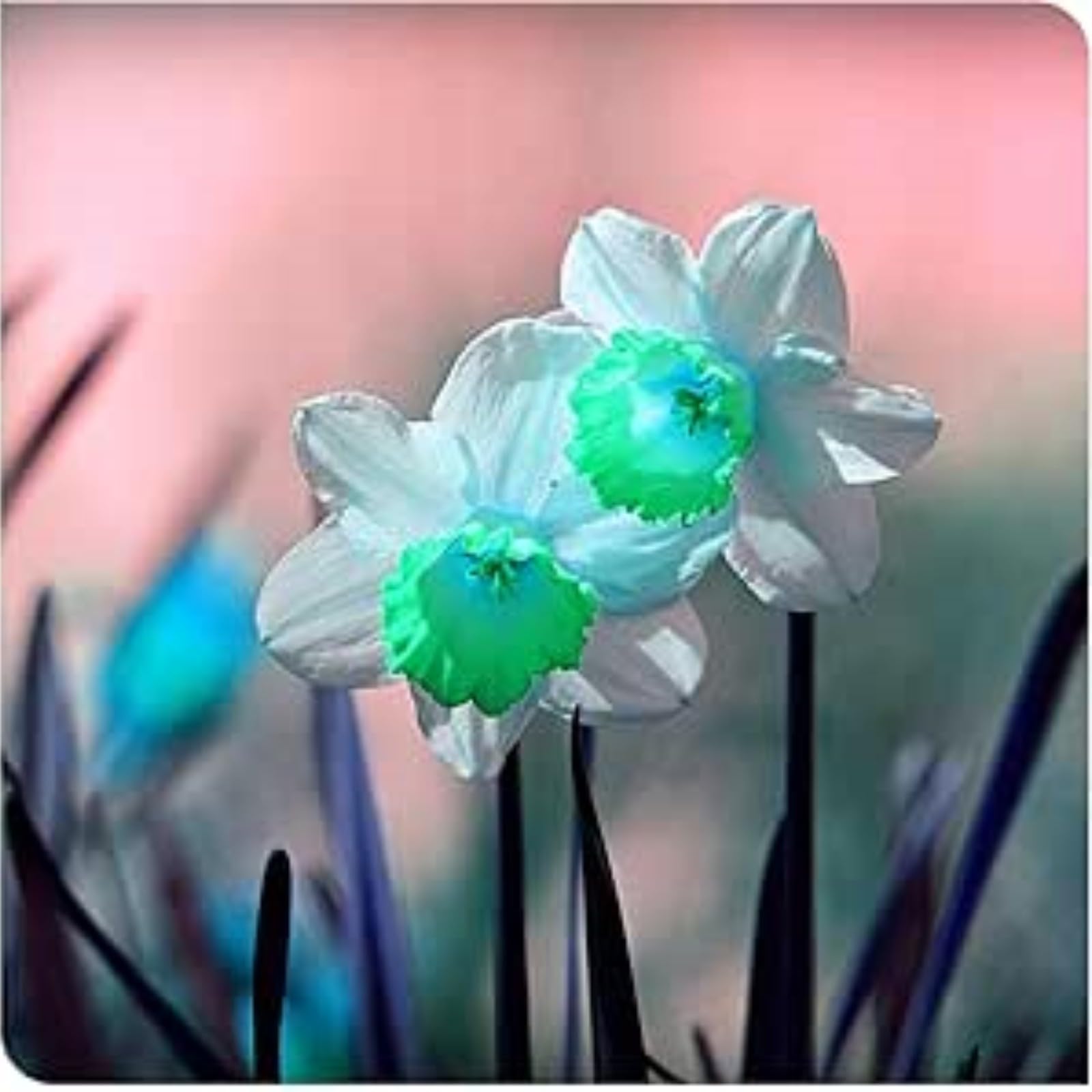 Gorgeous Daffodil Bulbs Mix for Planting Now UK/Good for Containers/Natural Organic/Strong Plants That Grow Well/Perennials,Fragrant,Greening Flower/Landscape Design Plants.