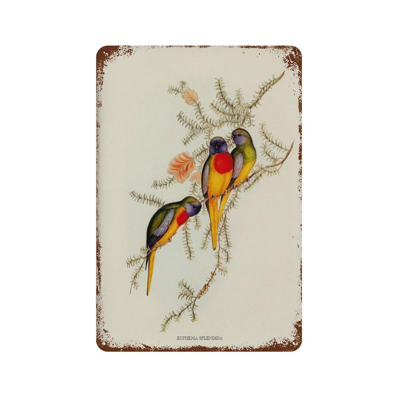 xiaoxiaoshen Vintage Parakeet Bird Illustration Colorful Decor Wall Decor Art Metal Tin Poster Modern Home Decor Art Home Bar Shop Decorations Vintage Sign 30x20cm