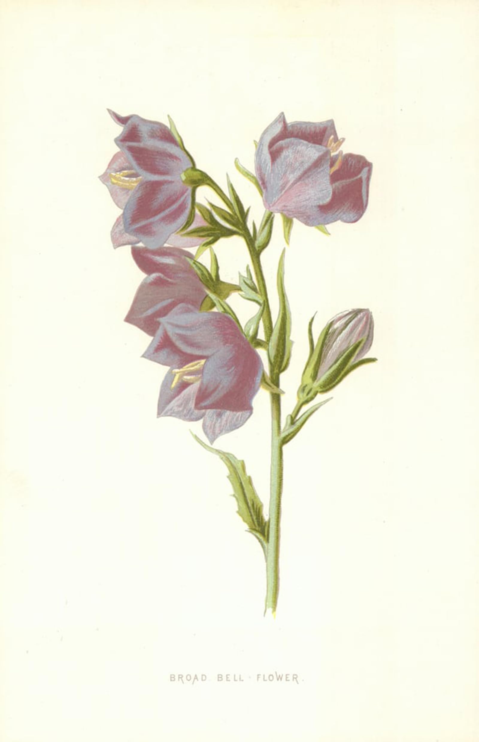 SERENDIPITP Retro Picture Poster Wall Art Pictures Painting Broad Bell Flower by Frederick Edward Hulme Wall Art Canvas Print for Wall Decor 60x90cm