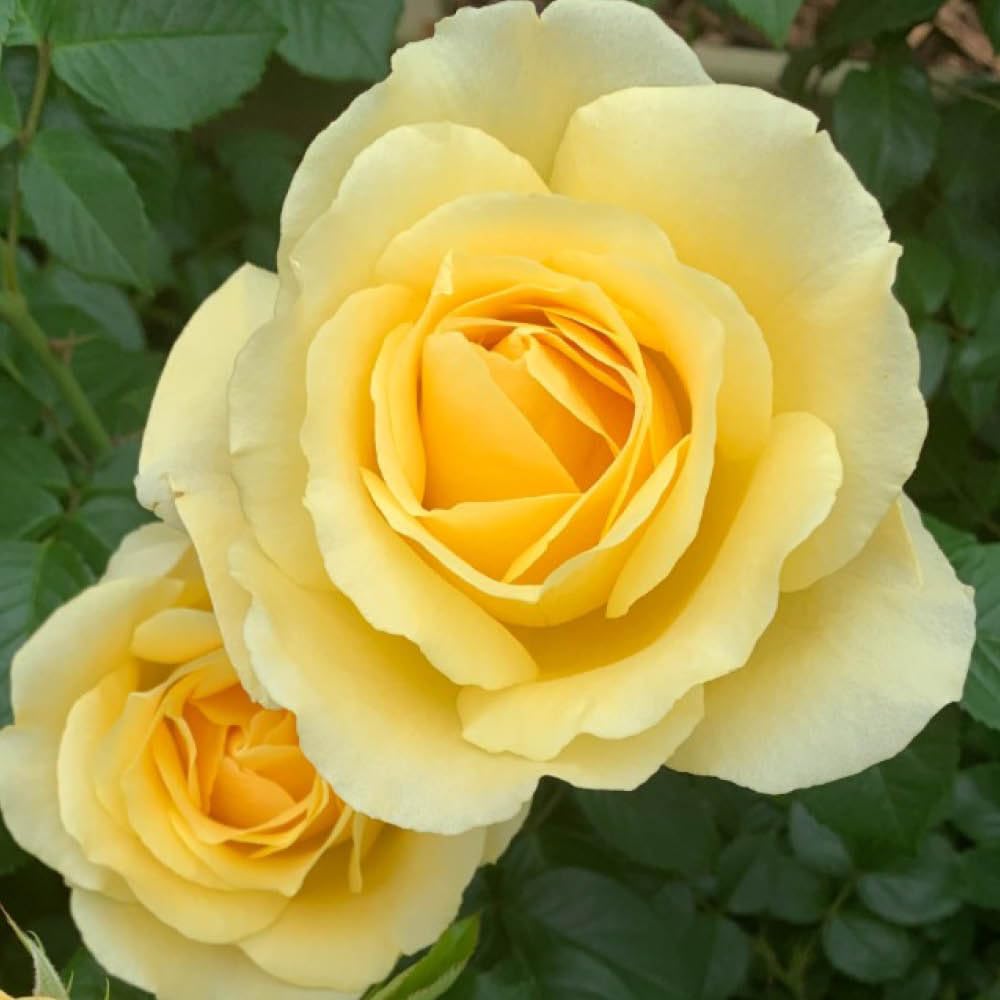 YouGarden Harkness Rose 'Golden 50th Wedding Wrapped, in 4 Litre Pot
