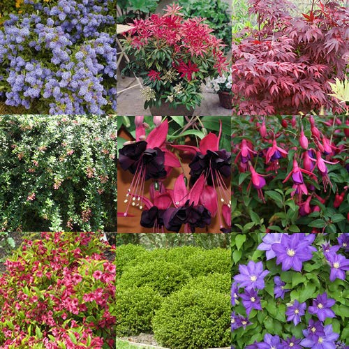GardenersDream 5 x Mixed Garden Shrubs – Evergreen Outdoor Plants - Deciduous Flowering Shrubs for Borders, Beds and Containers - Low Maintenance Garden Ready Plants (15-25cm incl 9cm Pot)