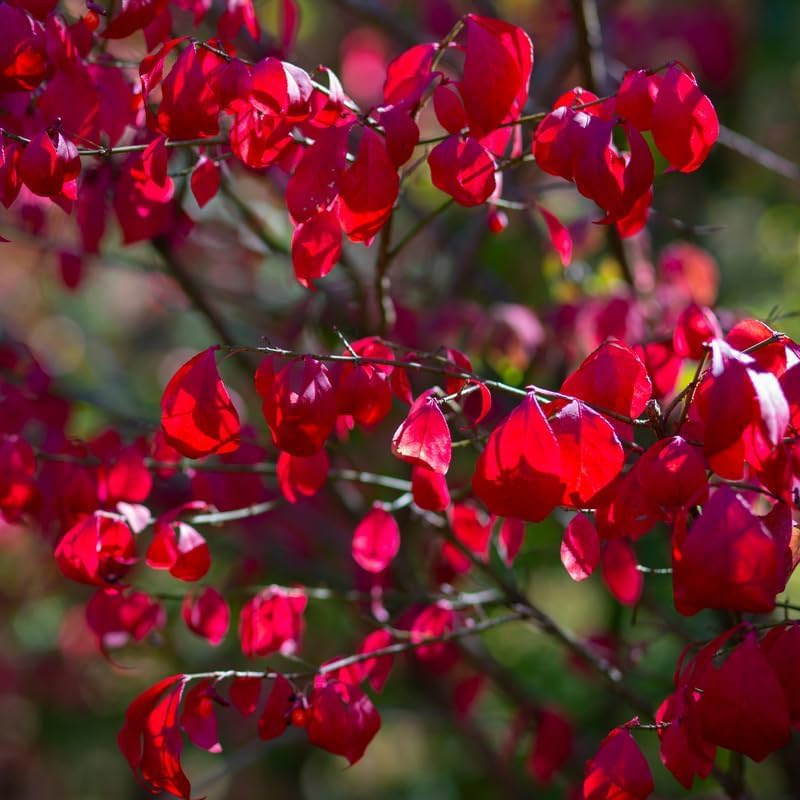 bush de brunt ハーモニー25 Amazon.com : 10 Dwarf Burning Bushes - 6-12