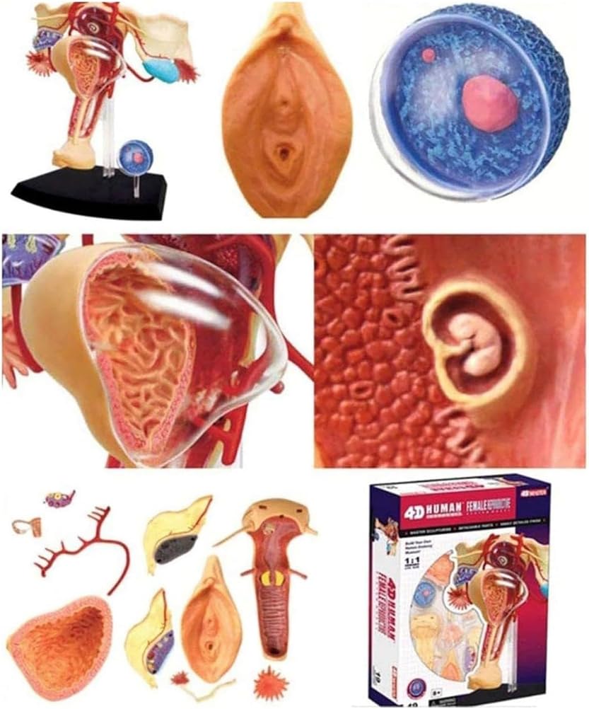 Genérico Modelo Anatómico del Sistema Reproductor Femenino 4D, 19 Partes Desmontables Útero, Ovario, Músculo para Estudio, Exhibición, Enseñanza Médica y de Fisiología