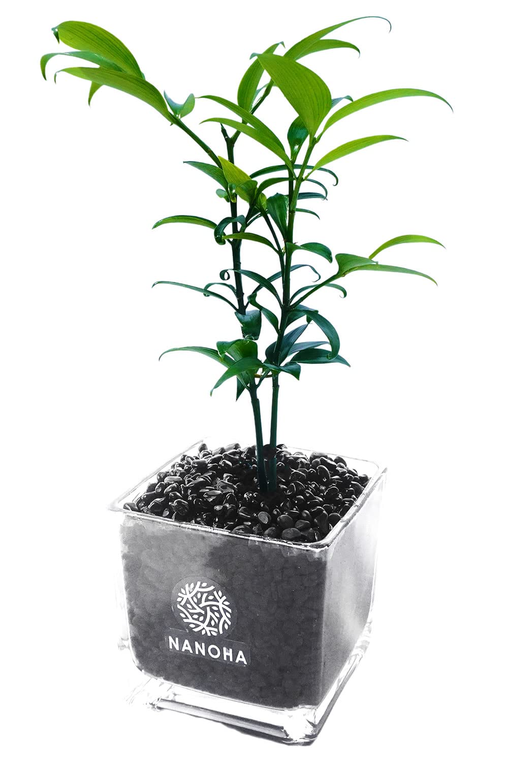 Amazon｜ナギ 梛 黒砂利 土を使用せず衛生的な観葉植物 本物 室内用