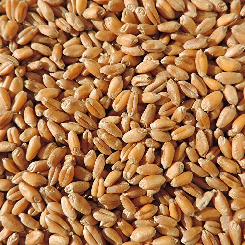 Instant Sunshine Wheatgrass microgreen Sprouting Seeds - 1kg