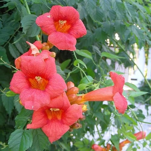 Bignone, Trompette de Virginie 'Flamenco' – Campsis radicans 'Flamenco' – 50-60 cm pot