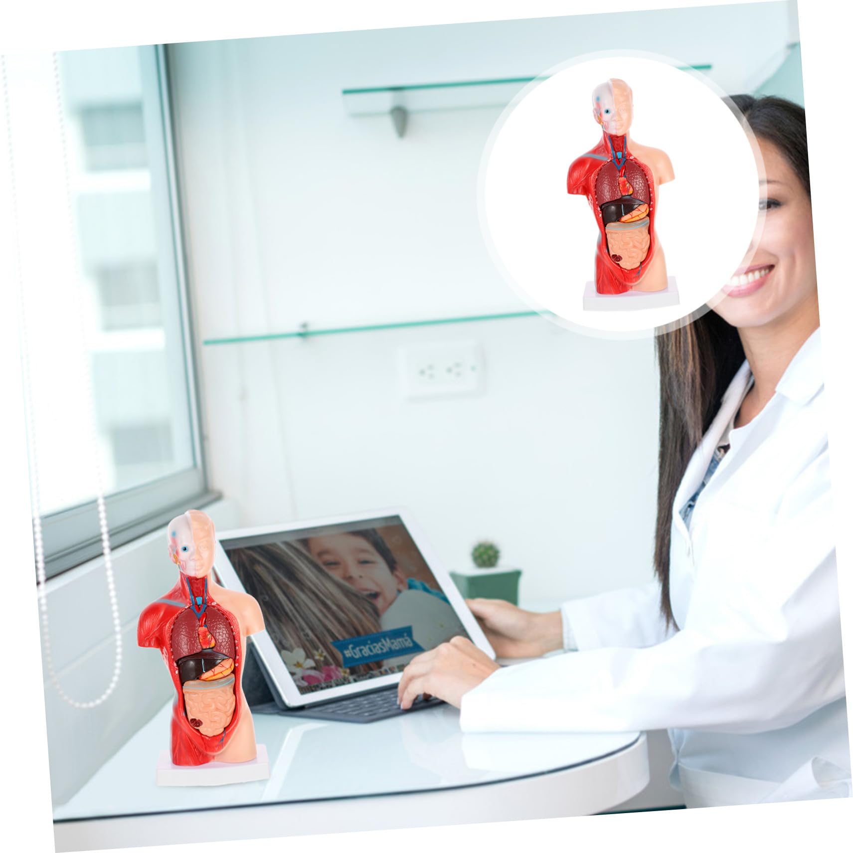 Medizinisches Lehrmodell Herz und Organe Anatomisches Organmodell aus Stabilem Material Zerlegbares Biologie Demonstrationsmodell für Unterricht und Patientenerklärung