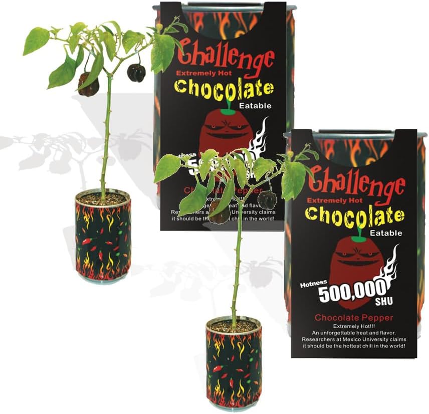 Very Hot Chocolate Habanero Pepper Growing Kit by Magic Plant - 3 Kits, All Inclusive Kit, Grow Your Own Peppers, 1 M to 1.5 M SHUs - Great for Indoor/Outdoor, Gift Idea