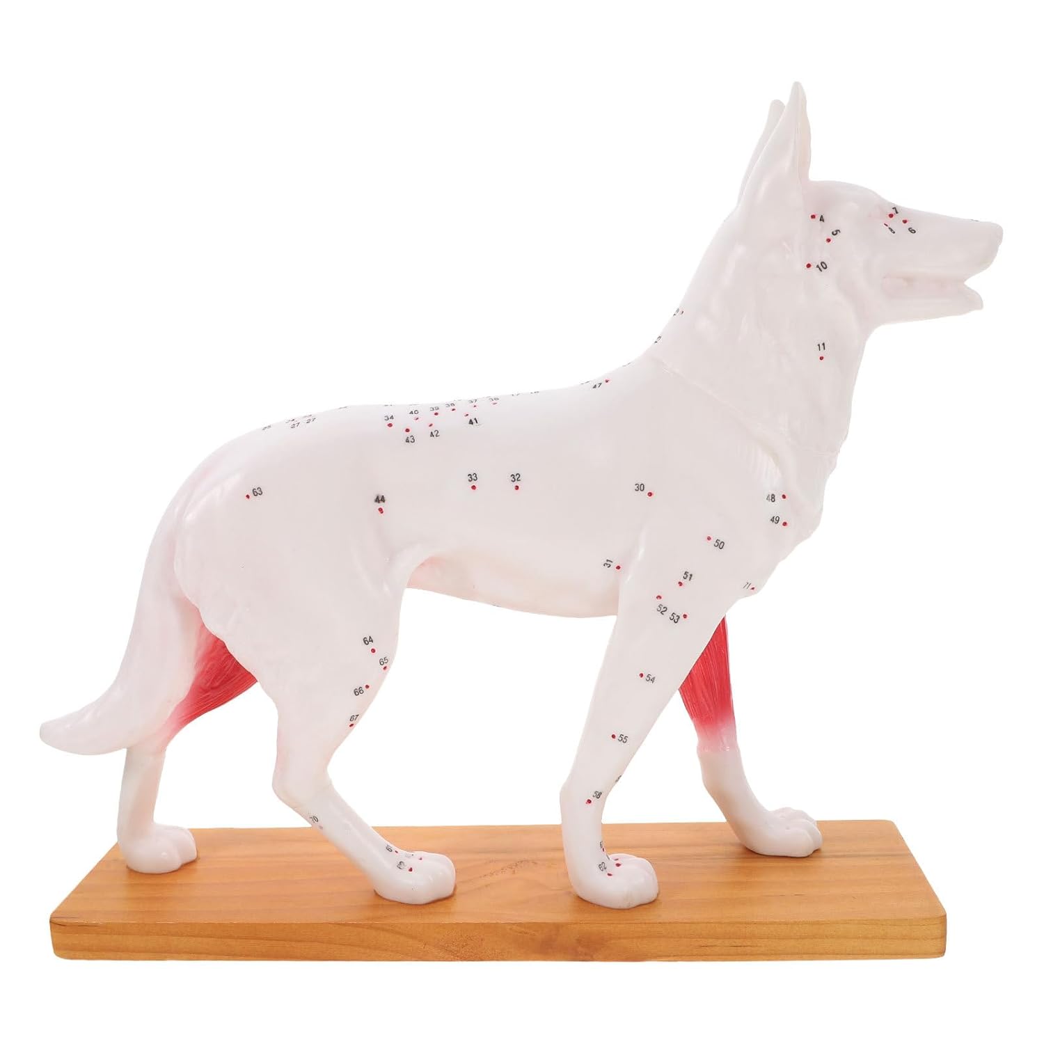 Dog Canine Acupuncture Model with Muscle Anatomy Teaching Tool, Professional Animal Acupuncture Point Model for Veterinary Training and Science Education
