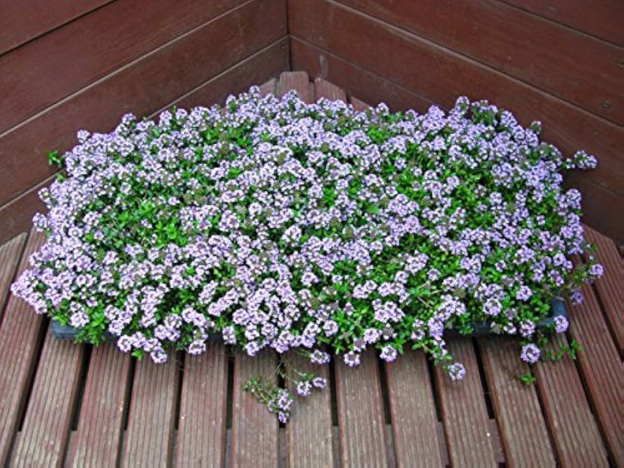 ネコポス☆トリトニア　雪柳　ロンギカウリスタイム タイム・ロンギカウリス｜園芸植物小百科｜育て方｜花の写真