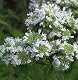 Bergminze Baumschule Amerikanische – Pycnanthemum pilosum