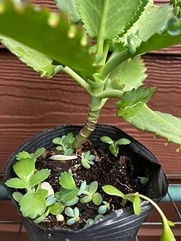 Amazon.co.jp: 子宝草 サマーリーフ 抜き苗 ＋おまけ 多肉植物 セダム