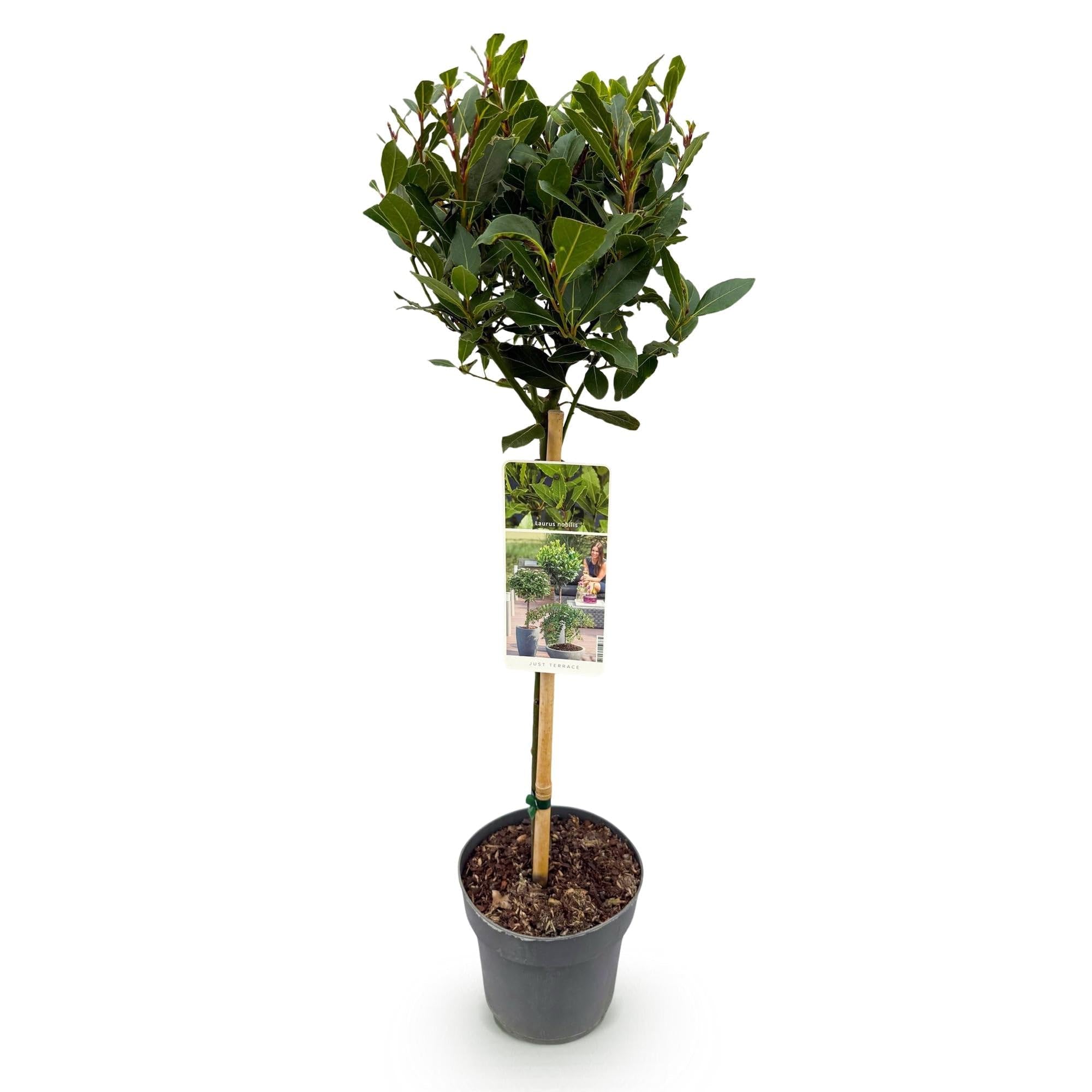 Laurus nobilis roślina łodygowa, wiecznie zielone drzewo laurowe, łatwa w pielęgnacji, Ø 19 cm, wysokość ok. 90 cm, śródziemnomorski klimat, na taras i balkon