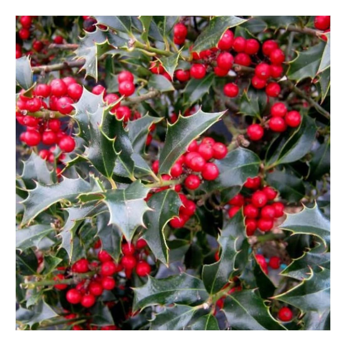 Ilex aquifolium Alaska - Holly - Plant on 9cm Pot