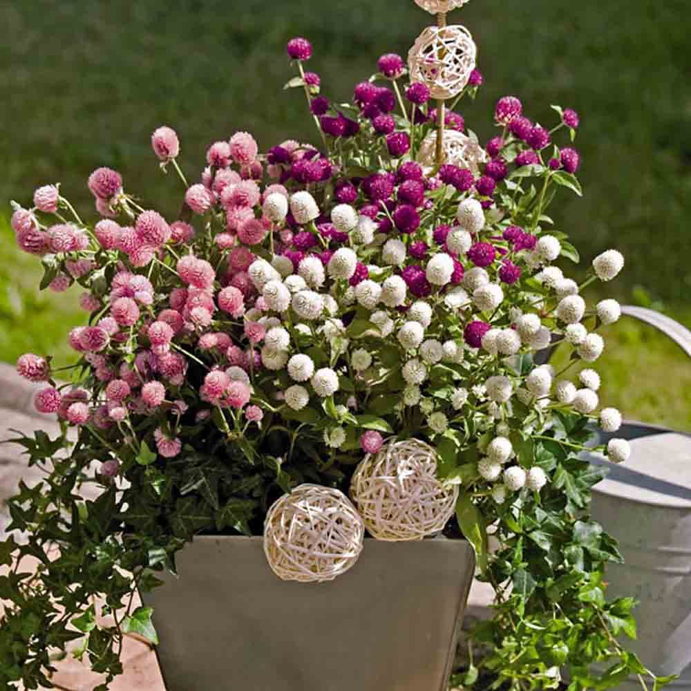 Zabbus Seeds Gomphrena Mixed Colour Flower Seeds Hybrid F1 Seeds All Season for Home Garden (50 Seed) (B0BH1PCWZD) Amazon Price History, Amazon Price Tracker