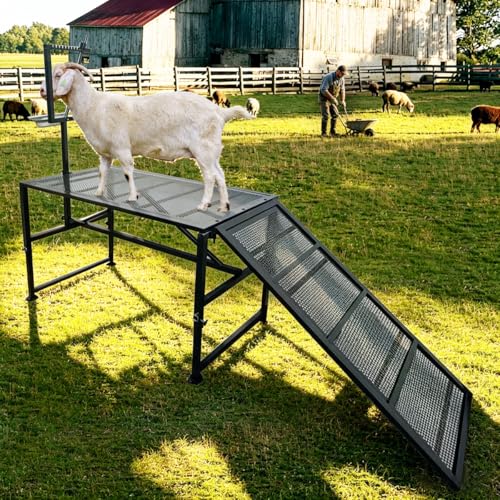 Adjustable Heavy Duty Metal Goat Milking Stand with Ramp & Feed Bin 600LBS Multi-Use Livestock Grooming & Hoof Trimming StandGoat Stand Ramp Use for Goats Sheep & Lambs Trimming