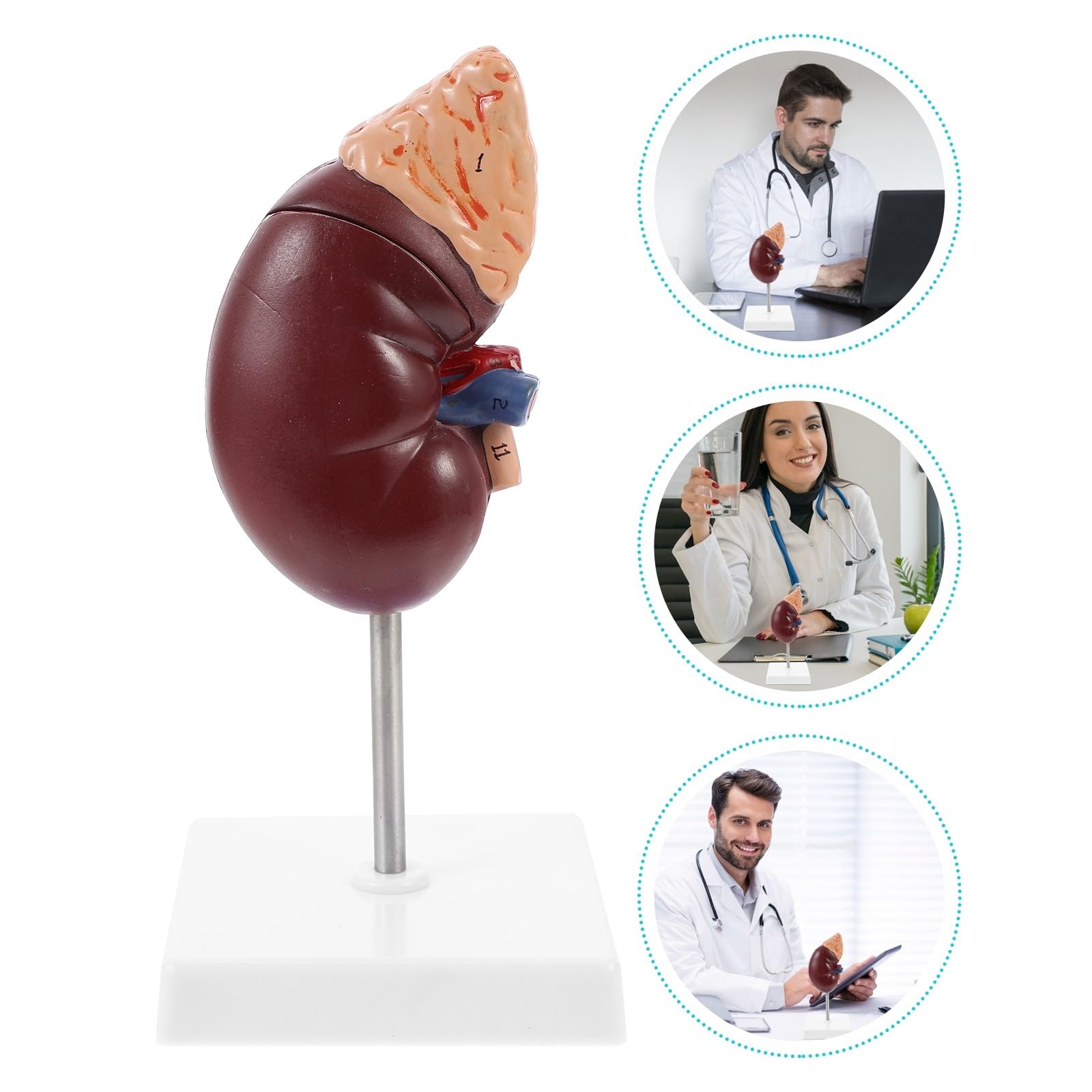 1 Menschliches Organmodell aus Langlebigem Material Abnehmbar mit Sockel für Biologie und Medizinunterricht