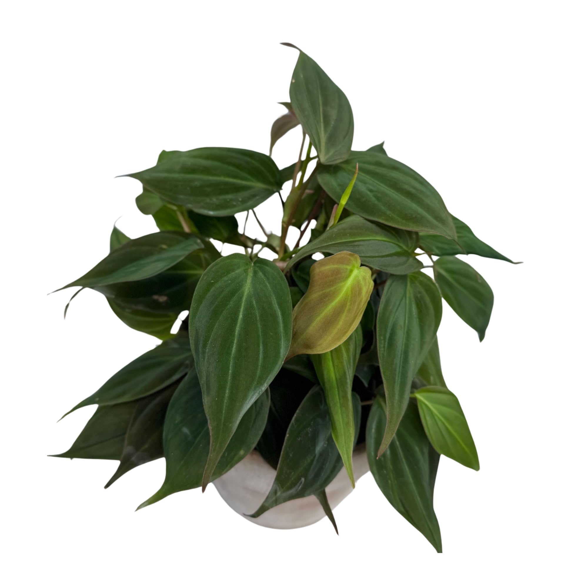 plant money plant Chinese Money Plant Pilea peperomioides 2 Gal. / Teal / With Pot