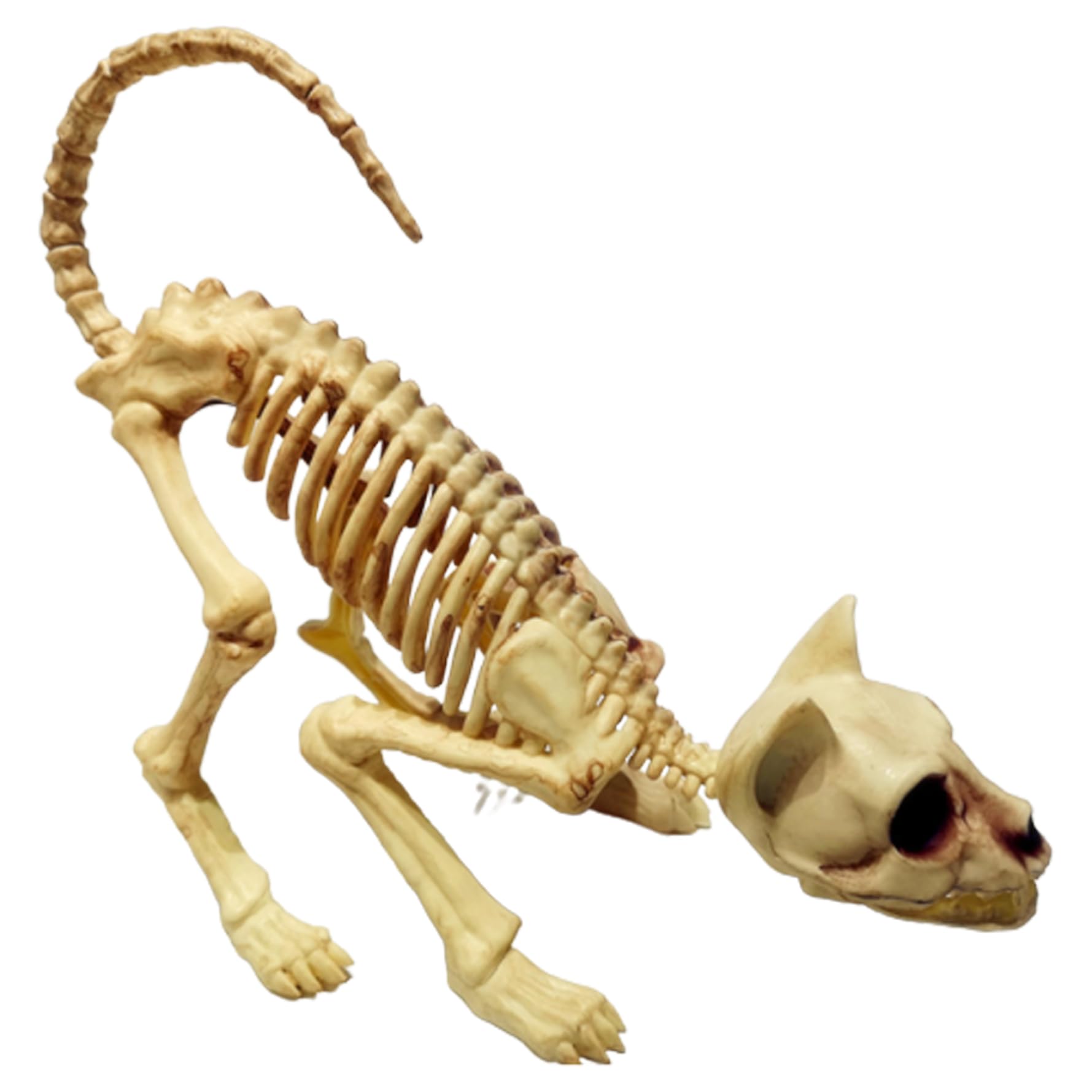 Hperu Halloween Bones Ornament Cat Skeleton Scary Model Creepy Animal Skull Decoration