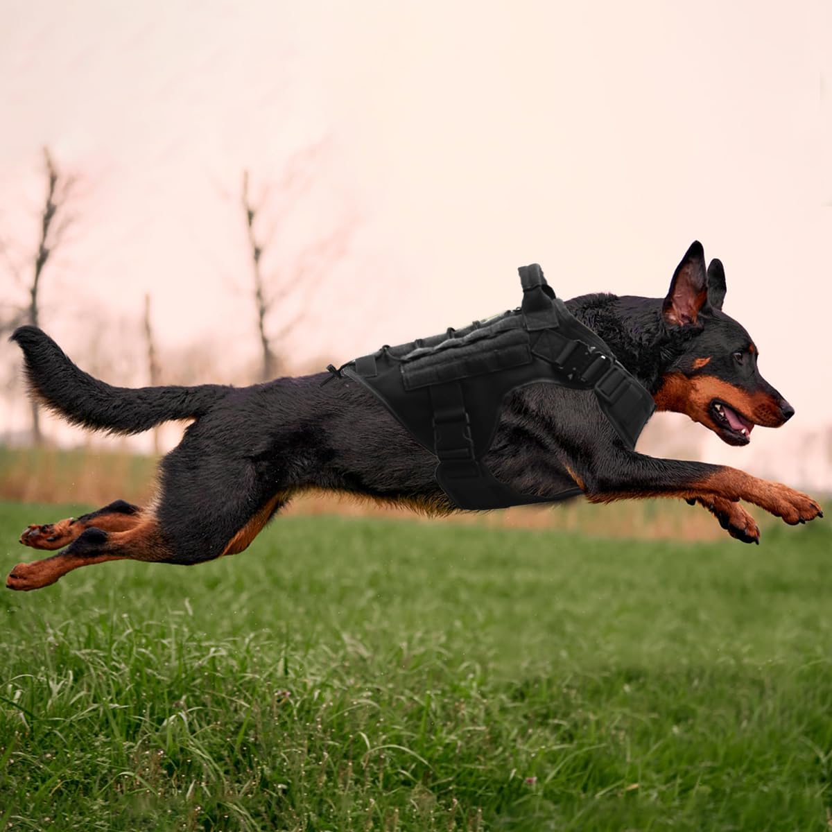 Pettorina Tattica per Cane, 3 Taglie, con MOLLE, Fibbia in Metallo, Resistente Nylon, Traspirante e Regolabile (M)