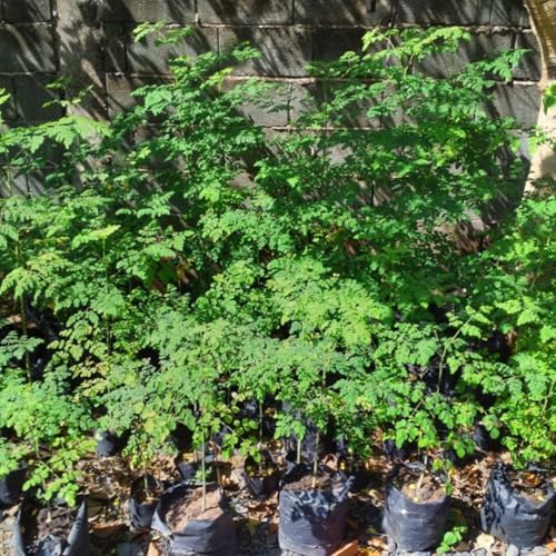 Sets 2 Live Malunggay Moringa Plants in One Pot for Planting, Oleifera Drumstick Horseradish Plants Live, 6 to 8 Inc Tall, Well-Rooted - Thumbnail 6
