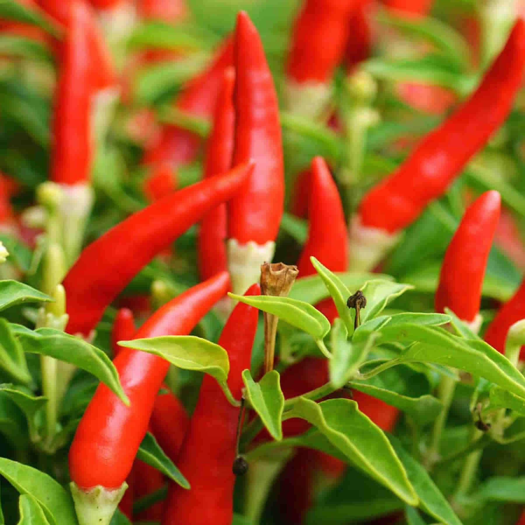 Tabasco Chili Pepper Seeds - Grow Piri Piri Birds Eye Chillies Quality ...