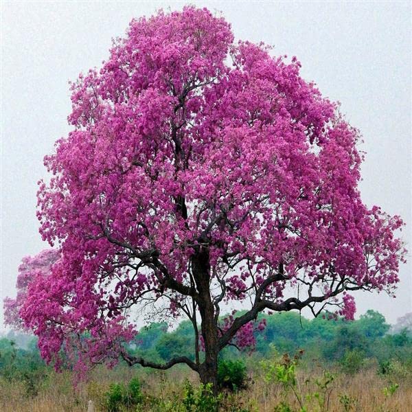 PLNZLY Tabebuia avellanedae, Pink Trumpet Tree (Pack of 1) Live Plants (B09T2NNHGJ) Amazon Price History, Amazon Price Tracker
