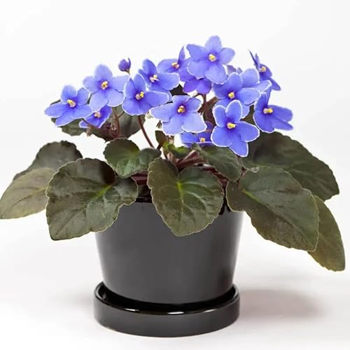 Miniatura 1 de Plantas vivas de violetas africanas, plantas de interior, flor violeta africana azul claro, maceta de 4 pulgadas, planta violeta africana viva para