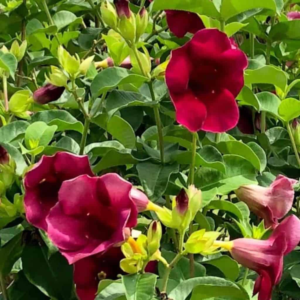 See full amazon price history chart for Exotic Allamanda cathartica Creepers/Vine- Plant,Garden Decorative,Rare Variety,Round The Year Flowering Plant In Grow-Bag. (Red) Exotic Allamanda cathartica Creepers/Vine- Plant,Garden Decorative,Rare Variety,Round The Year Flowering Plant In Grow-Bag. (Red) (B0CPD3D8WT) Amazon Price History, Amazon Price Tracker
