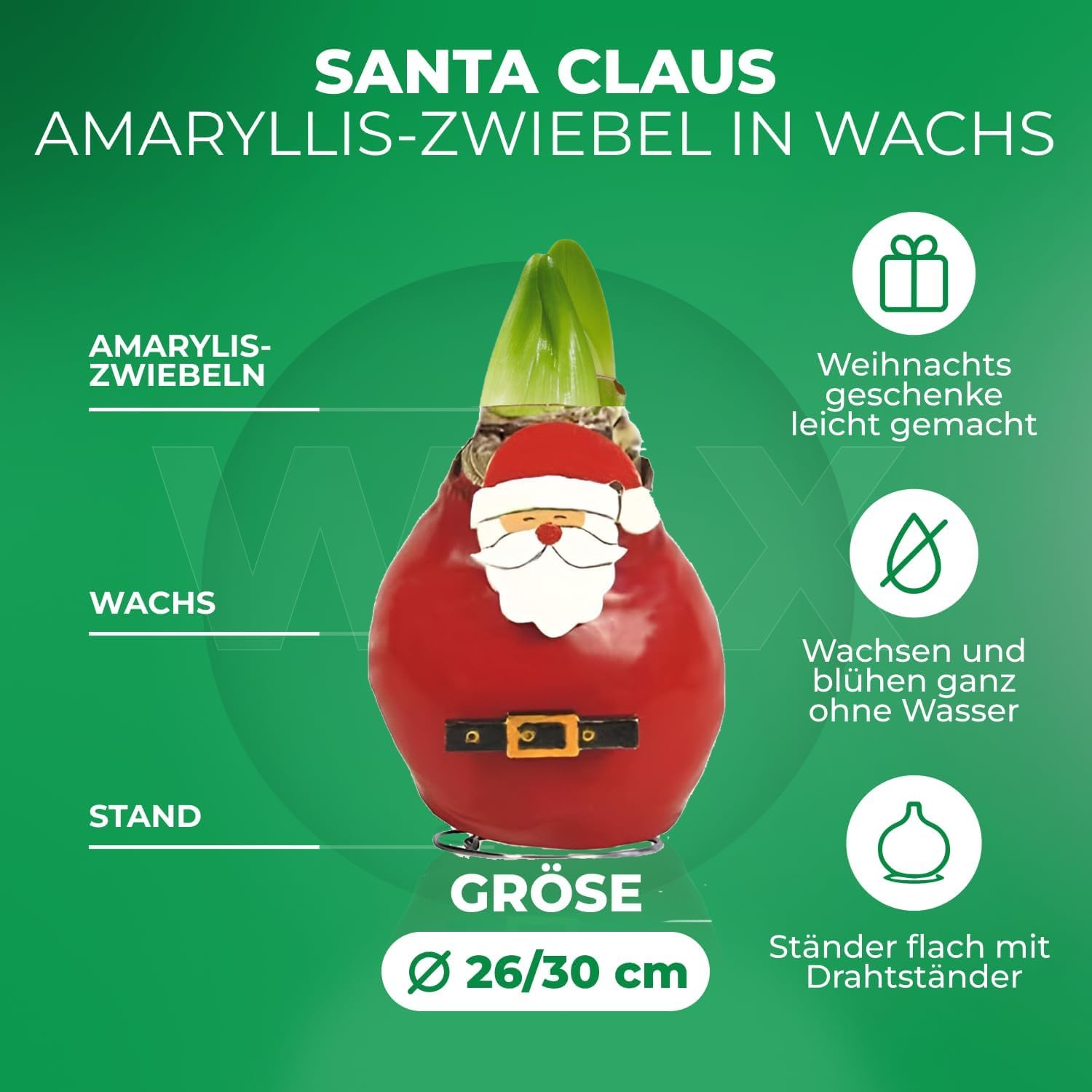 Amaryllis In Wachs Santa Claus - Große Blumenzwiebel 26/30 Für Fensterbank Ohne Pflege