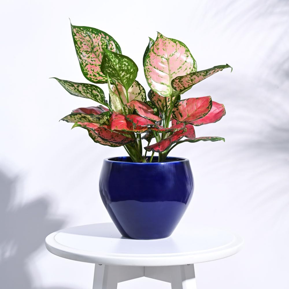 UGAOO Apple Ceramic Pot - Big (Dark Blue)