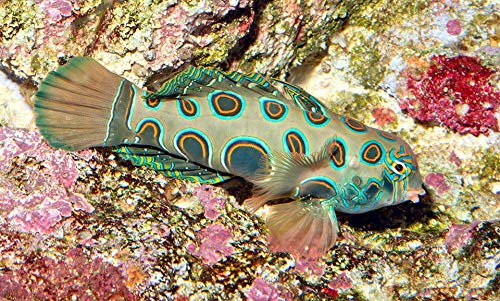 【海水魚/観賞魚/ネズッポ】 スポッテッドマンダリン ■サイズ：3cm± (1匹)