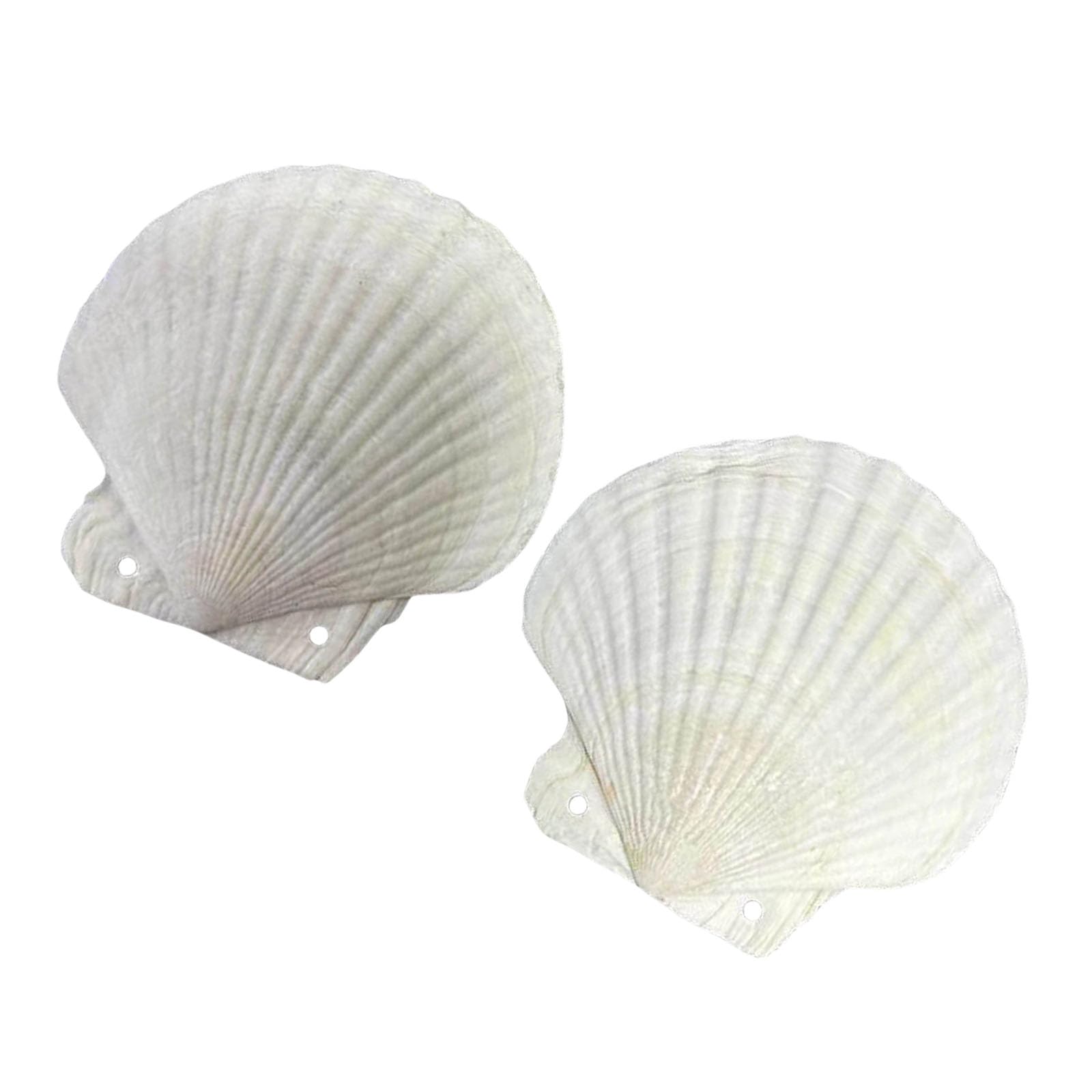 Tsophreniq Reflliable Notebook Natural Shell Shape Binder Planner Journal Notepads for Creative Minds and Nature Styles Writing Shell Planner