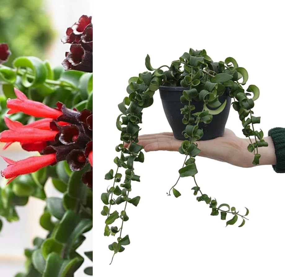 Aeschynanthus Rasta - Lipstick Plant - in 12 cm Pot