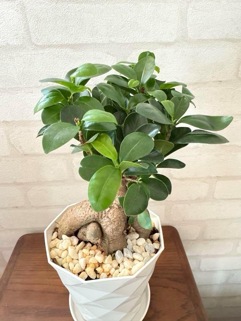 スカルヘッド　アガベ ロファンサ植え◇ドライガーデン髑髏サボテン多肉ユッカ スカルヘッド アガベ ロファンサ植え◇ドライガーデン髑髏